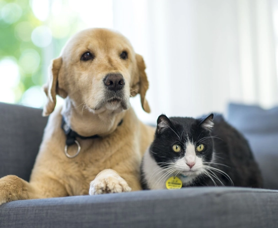 Kedi, Köpeklerde Gangrenöz Mastit