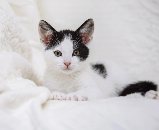 Kedi Nezlesi Tedavisi
