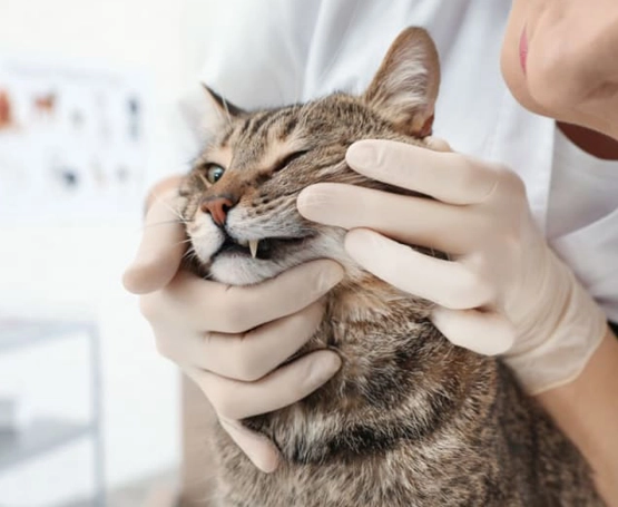 Kedi ve Köpeklerde Diş Kırıkları
