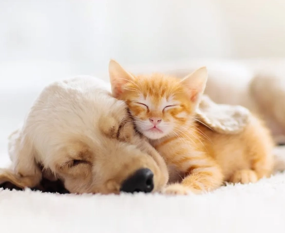 Kediler, Köpeklerde Kızgınlık Döneminde Kısırlaştırma