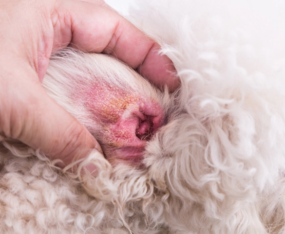 Kedilerde ve Köpeklerde Aural Hematom