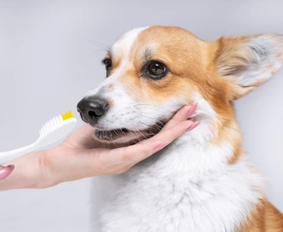 Köpeklerde Ağız Kokusu Nedenleri, Nasıl Giderilir?