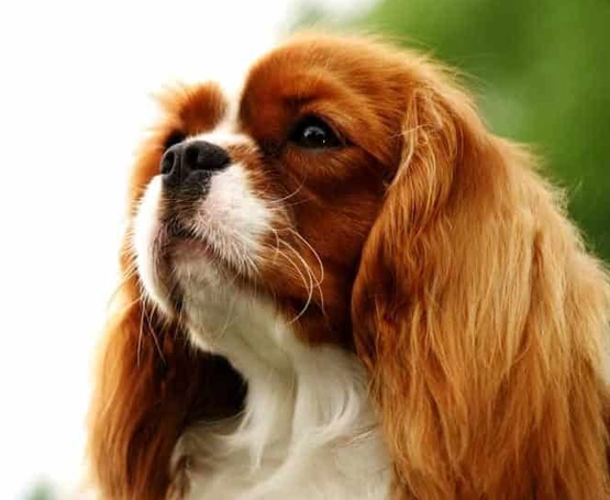 Köpeklerde Chiari-Benzeri Malformasyon (CM)