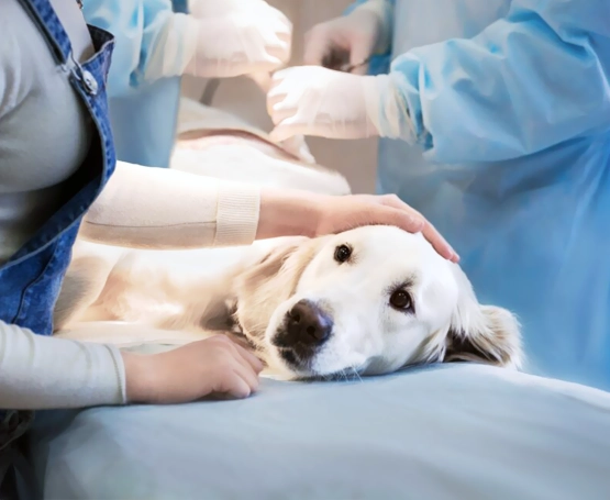 Köpeklerde Doğum ve Güç Doğum