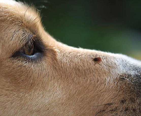 Köpekleri Keneden Korumak İçin Ne Yapılmalı?