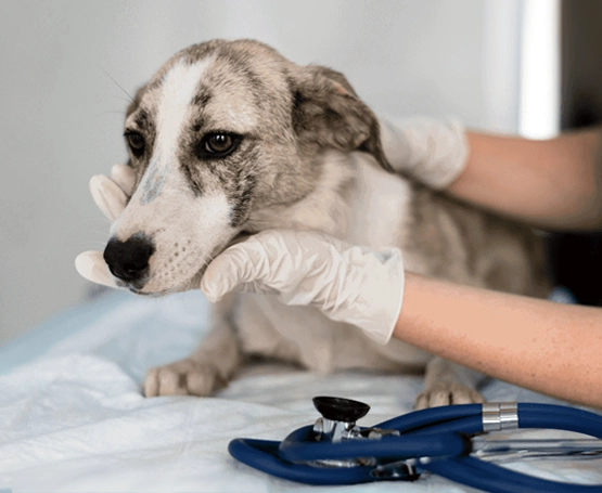 Köpeklerde Kısırlaştırma Zamanı