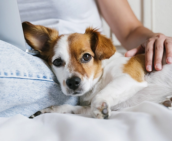 Köpeklerde Peritonit (Karın İçi Enfeksiyonu)