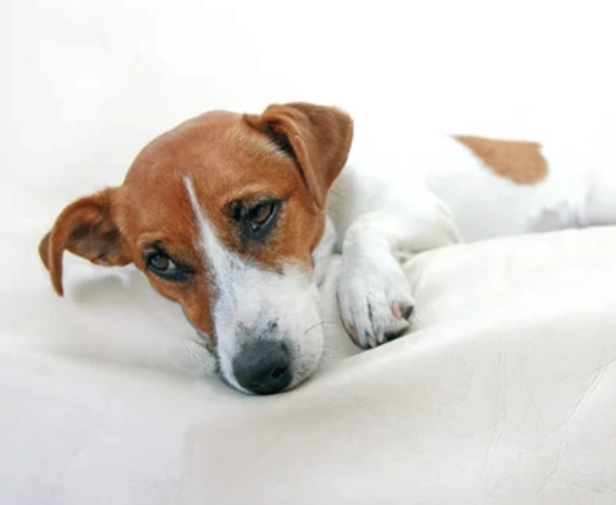 Köpeklerde Vajina Dışarı Çıkması