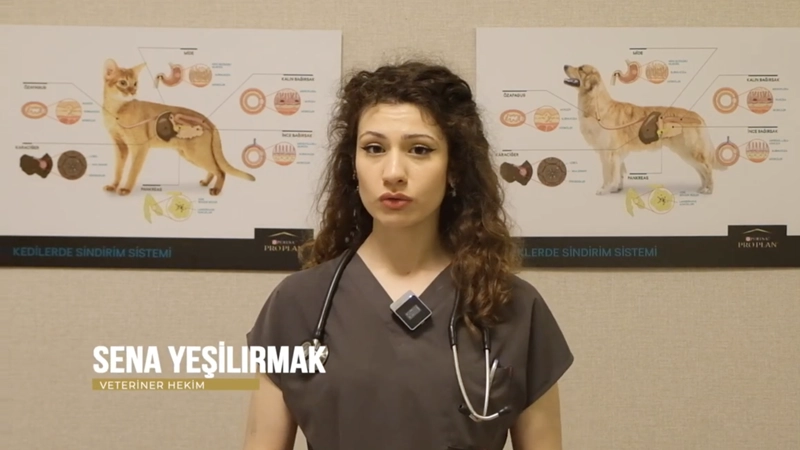 Köpeklerde Kiraz Göz Hastalığı