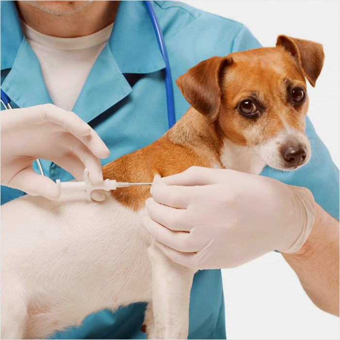 Kedi ve Köpeklerde İçin Mikroçip