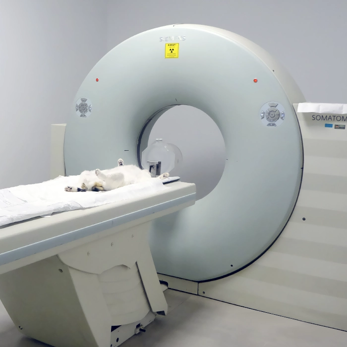 Veteriner Tomografi
